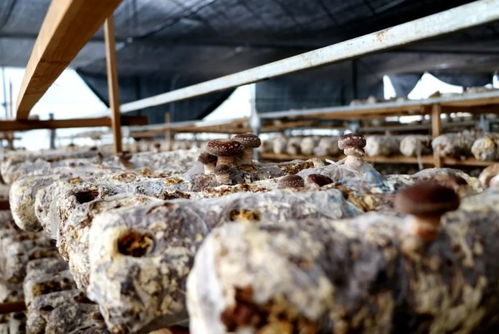 江西多措并舉助銷(xiāo)滯銷(xiāo)農(nóng)產(chǎn)品，保障農(nóng)作物種子經(jīng)營(yíng)穩(wěn)定