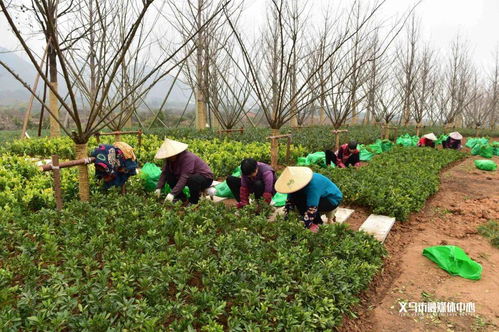 銀杏 紅梅 紅玉蘭...義烏這條路下個月完成 變身