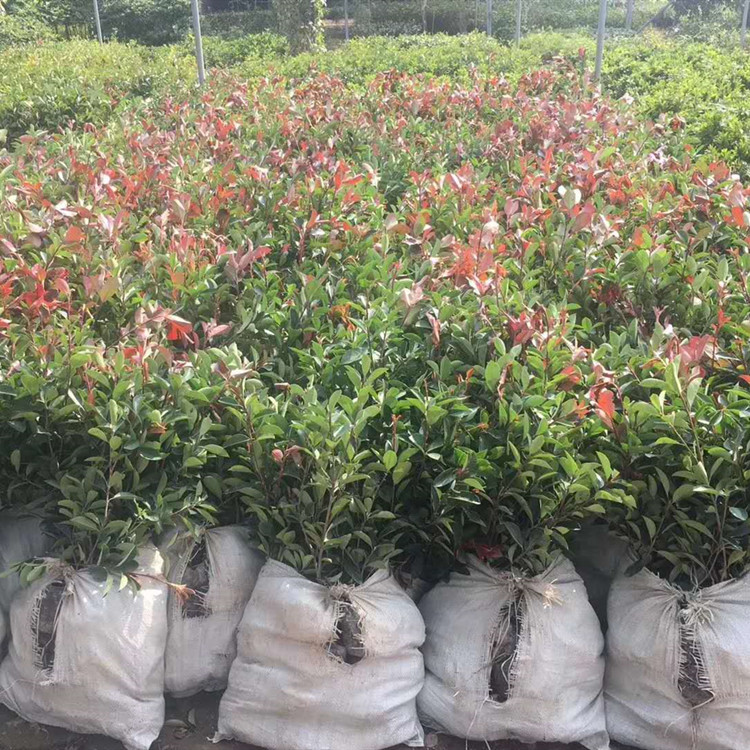 武漢?？祱@林 石楠樹(shù)苗 紅葉石楠樹(shù)苗木工地小區(qū)籬笆綠化100盆