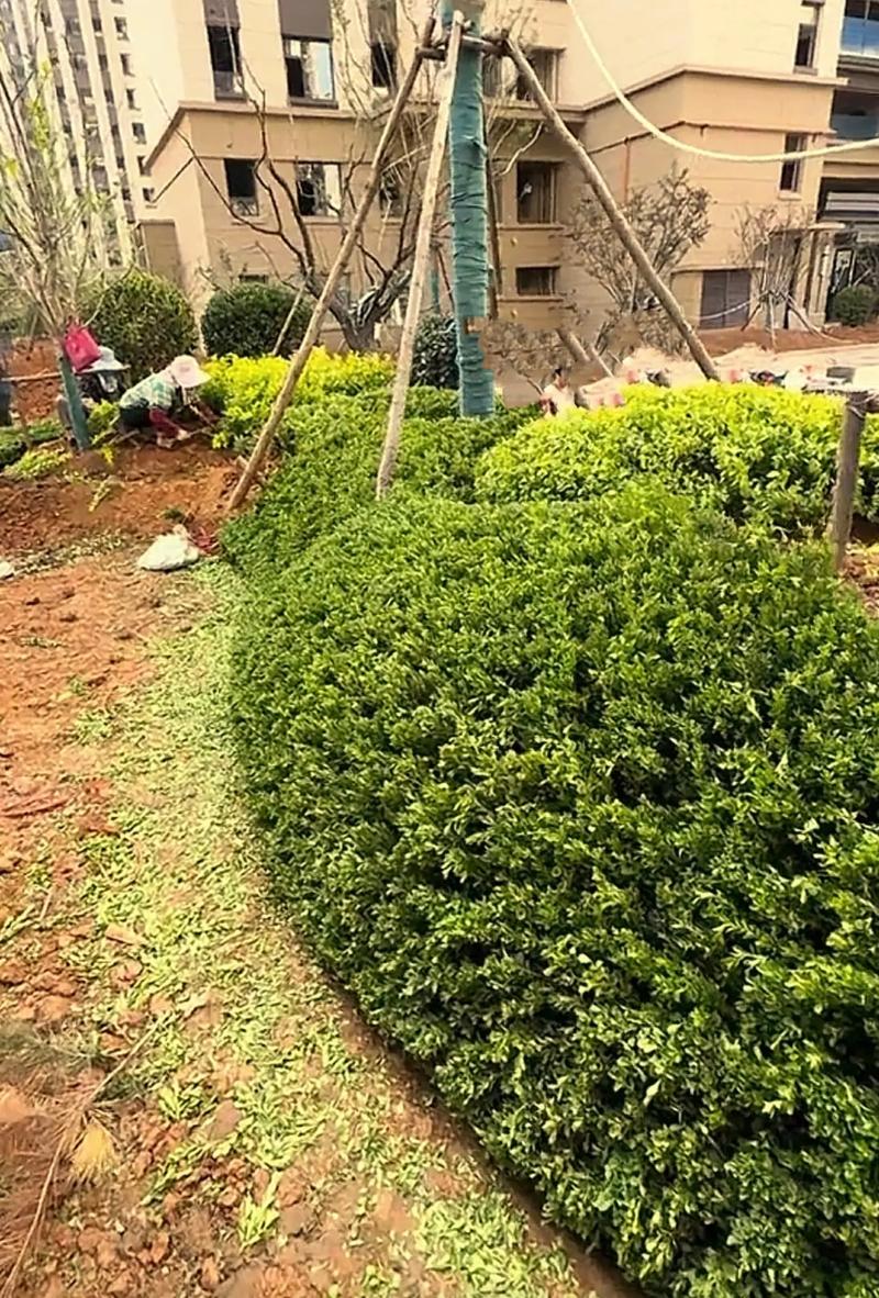 小區(qū)綠化案例分享#小區(qū)綠化 #園林綠化 #施工現(xiàn)場實拍 #庭