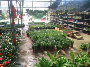 一站式園林綠化與體育設施服務 苗圃開業花籃、養護與工程施工