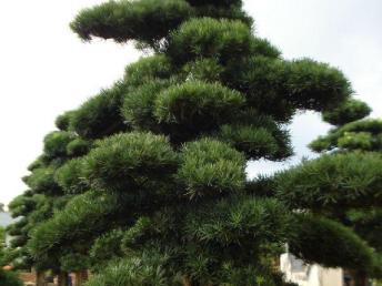 圖園林綠化 打造理想庭院景觀的設計、施工與養護